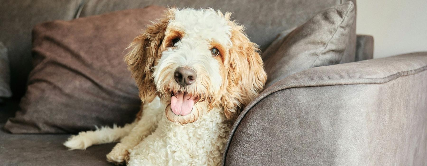 a dog lying on a couch